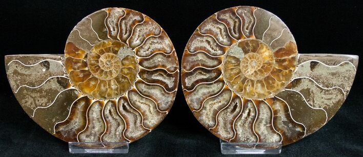 Polished Ammonite Pair With Crystal Pockets #11792